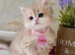 Jemma - British Shorthair Cat For Sale - Hollywood&comma; FL&comma; US