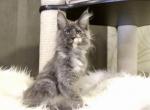 Malvina - Maine Coon Cat For Sale - Miami&comma; FL&comma; US