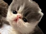 Extreme Blue & white bicolor boy - Persian Cat For Sale - Clay&comma; PA&comma; US