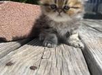 Gold - Persian Cat For Sale - Fort Worth&comma; TX&comma; US