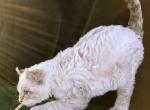 Nugget - Highlander Cat For Sale - IN&comma; US