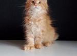 Goldie - Maine Coon Cat For Sale - Hollywood&comma; FL&comma; US