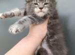 Luna - Maine Coon Cat For Sale - Hollywood&comma; FL&comma; US