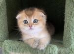 Brooklyn - Scottish Fold Cat For Sale - New York&comma; NY&comma; US