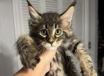 Garry - Maine Coon Cat For Sale - Hollywood&comma; FL&comma; US