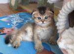 Kevin - Scottish Fold Cat For Sale - New York&comma; NY&comma; US