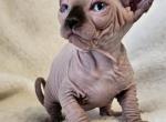 Elf Girl Lola - Sphynx Cat For Sale - Lockport&comma; IL&comma; US