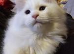 Calcifer - Maine Coon Cat For Sale - Braham&comma; MN&comma; US