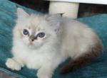 Annette - Ragdoll Cat For Sale - Miami&comma; FL&comma; US