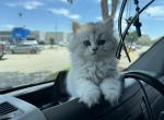Max - British Shorthair Cat For Sale - Las Vegas&comma; NV&comma; US