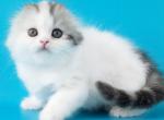Winter - Scottish Fold Cat For Sale - Hollywood&comma; FL&comma; US
