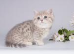 Fiksik - Munchkin Cat For Sale - Pembroke Pines&comma; FL&comma; US