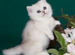 Funtik - Munchkin Cat For Sale - Pembroke Pines&comma; FL&comma; US