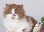Cerd - Munchkin Cat For Sale - Pembroke Pines&comma; FL&comma; US