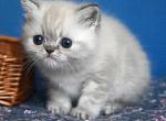 Nona - Exotic Cat For Sale - Miami&comma; FL&comma; US