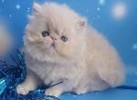 Alisa - Persian Cat For Sale - Norwalk&comma; CT&comma; US