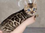 Jack - Bengal Cat For Sale - Norwalk&comma; CT&comma; US