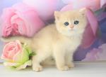 Grisha - British Shorthair Cat For Sale - Miami&comma; FL&comma; US