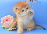 Gabriella - British Shorthair Cat For Sale - Miami&comma; FL&comma; US