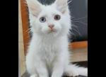 Tristan - Maine Coon Cat For Sale - Miami&comma; FL&comma; US