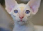 Mikki - Oriental Cat For Sale - Pembroke Pines&comma; FL&comma; US