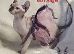 Girl Angel  ELF Ready to go home - Sphynx Cat For Sale - Lockport&comma; IL&comma; US