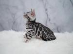 Cleos Silver Litter - Bengal Cat For Sale - Arvada&comma; CO&comma; US