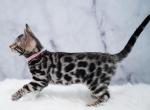 Lola - Bengal Cat For Sale - Arvada&comma; CO&comma; US