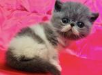 Lily - Exotic Cat For Sale - Philadelphia&comma; PA&comma; US