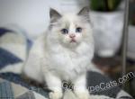 Miller - Ragdoll Cat For Sale - Tuscaloosa&comma; AL&comma; US