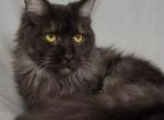 Onyx - Maine Coon Cat For Sale - Braham&comma; MN&comma; US