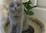 CheshireSmile Olga Blue Scottish Fold girl - Scottish Fold Cat For Sale - NY&comma; US