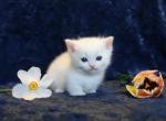 White English Muffin Kittens - Munchkin Cat For Sale - Winnemucca&comma; NV&comma; US