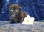 Dominant Blue and or Odd Eyed English Muffin - Munchkin Cat For Sale - Winnemucca&comma; NV&comma; US