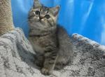 Tom - Scottish Straight Cat For Sale - Renton&comma; WA&comma; US