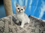Benny - Scottish Straight Cat For Sale - Renton&comma; WA&comma; US