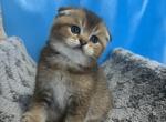Max - Scottish Fold Cat For Sale - Renton&comma; WA&comma; US