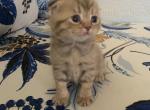 kira - Scottish Fold Cat For Sale - Philadelphia&comma; PA&comma; US
