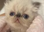 Extreme face Blue Point Boy and girl - Persian Cat For Sale - Clay&comma; PA&comma; US