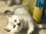 Roxy - British Shorthair Cat For Sale - Jacksonville&comma; FL&comma; US