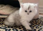 Bri longhair - British Shorthair Cat For Sale - Brooklyn&comma; NY&comma; US
