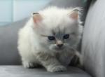 Wizard of RomanovCats - Siberian Cat For Sale - Ashburn&comma; VA&comma; US