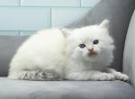 Wish of RomanovCats - Siberian Cat For Sale - Ashburn&comma; VA&comma; US