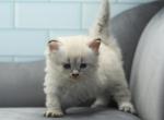 Xuxa of RomanovCats - Siberian Cat For Sale - Ashburn&comma; VA&comma; US