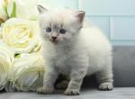 Xen of RomanovCats - Siberian Cat For Sale - Ashburn&comma; VA&comma; US