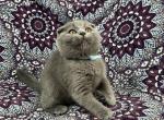 Scottish fold babies - Scottish Fold Cat For Sale - Sacramento&comma; CA&comma; US