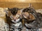 BENGAL K&iacute;tties - Bengal Cat For Sale - Denver&comma; CO&comma; US