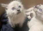 Blue Point Spring Siamese - Siamese Cat For Sale - Bridgeport&comma; CT&comma; US