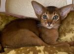 2 red and 2 ruddy boys - Abyssinian Cat For Sale - Victorville&comma; CA&comma; US