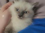 Ragdoll Male - Ragdoll Cat For Sale - Eau Claire&comma; WI&comma; US